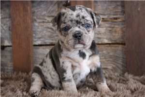 Autumn - Puggle for sale