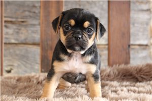 Chopper - Puggle for sale