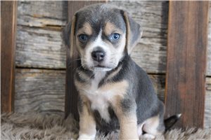 Clement - Puggle for sale