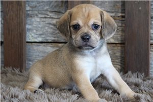 Zachary - Puggle for sale
