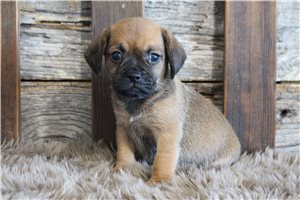Zola - Puggle for sale