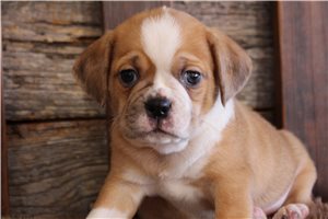 Foster - puppy for sale