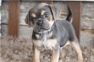 Jasper - puppy for sale