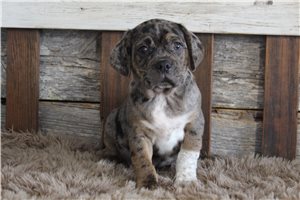 Jason - Puggle for sale