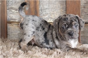 Jason - puppy for sale