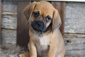 Zola - Puggle for sale