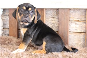 John - puppy for sale