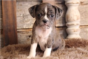 Faith - puppy for sale