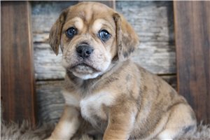 Zeke - Puggle for sale