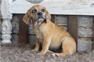 Zena - Puggle for sale
