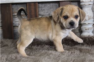 Sophie - puppy for sale