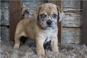 Zena - Puggle for sale