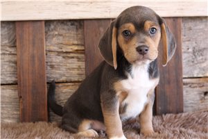 Cedric - Puggle for sale