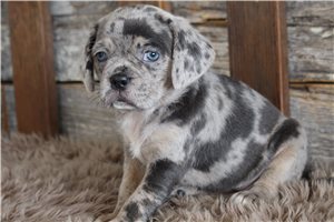Jase - Puggle for sale