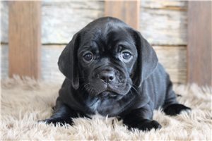 Geyer - puppy for sale