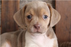 Dawn - Puggle for sale
