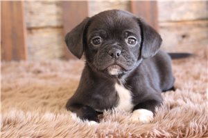 Fudge - puppy for sale