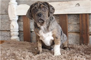 Jason - Puggle for sale