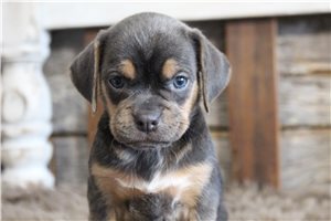 Caro - Puggle for sale