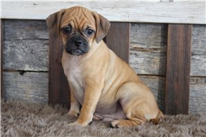 Theodore - Puggle for sale