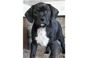Ace - Puggle for sale