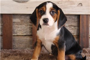 Colson - Puggle for sale