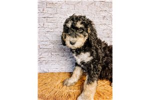 Trudy - Bernedoodle for sale