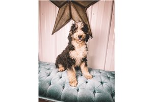 Lucy - Bernedoodle for sale