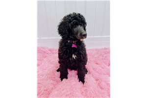 Saphira - Poodle, Standard for sale
