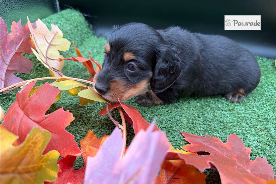 Finn - Mini Dachshund for sale