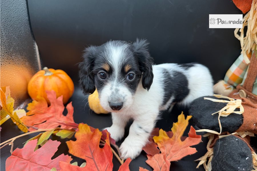 Peter - Mini Dachshund for sale