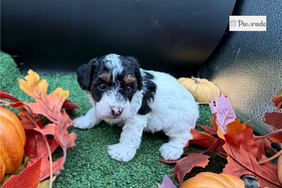 Vance - Toy Poodle for sale
