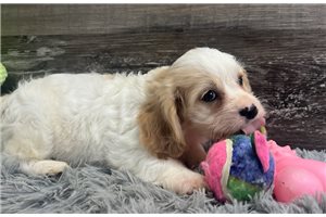 Milly - puppy for sale