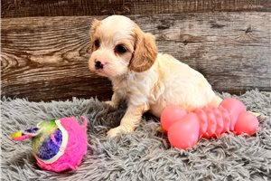 Milly - Cavachon for sale