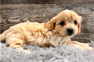 Tucker - puppy for sale