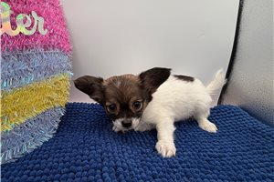 Ronnie - puppy for sale