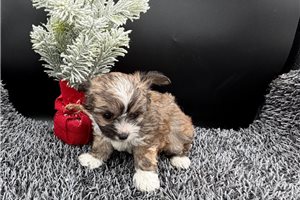 Lonnie - puppy for sale