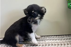 Opie - Chihuahua for sale