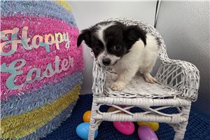 Rainy - Chihuahua for sale