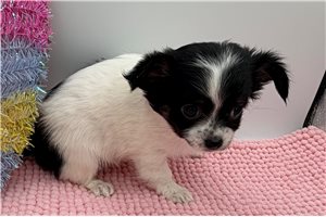 Rainy - Chihuahua for sale