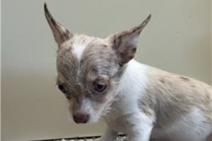 Ozzie - Chihuahua for sale