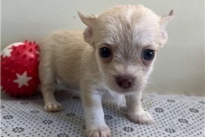 Ollie - Chihuahua for sale