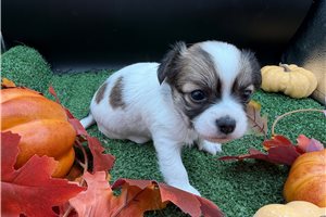 Lacy - Chihuahua for sale