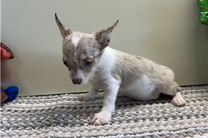 Ozzie - Chihuahua for sale