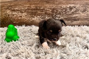 Opie - Chihuahua for sale