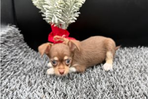 Lana - Chihuahua for sale
