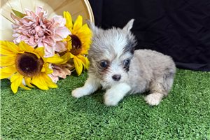 Luka | Puppies For Sale at Pawrade
