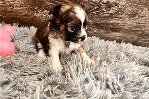 Opal Jane - puppy for sale
