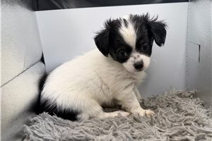 Roxie - puppy for sale