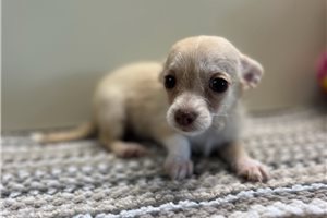 Ollie - Chihuahua for sale
